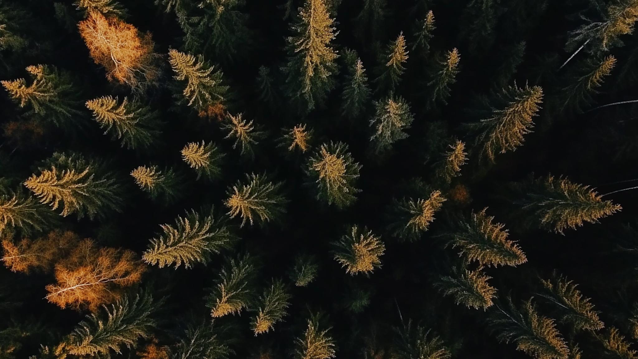 An aerial view of a dense forest with evergreen trees, some showing golden hues, creating a contrast against the dark background.