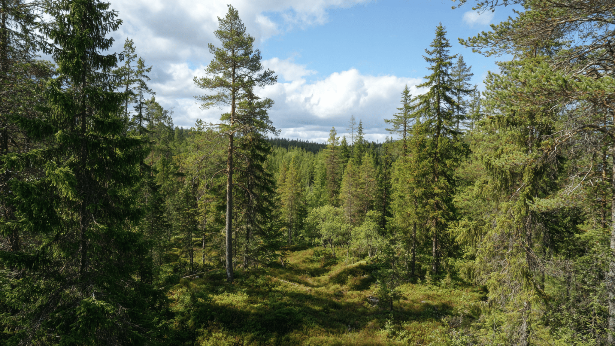 Image produced by generative artificial intelligence Bild på skog