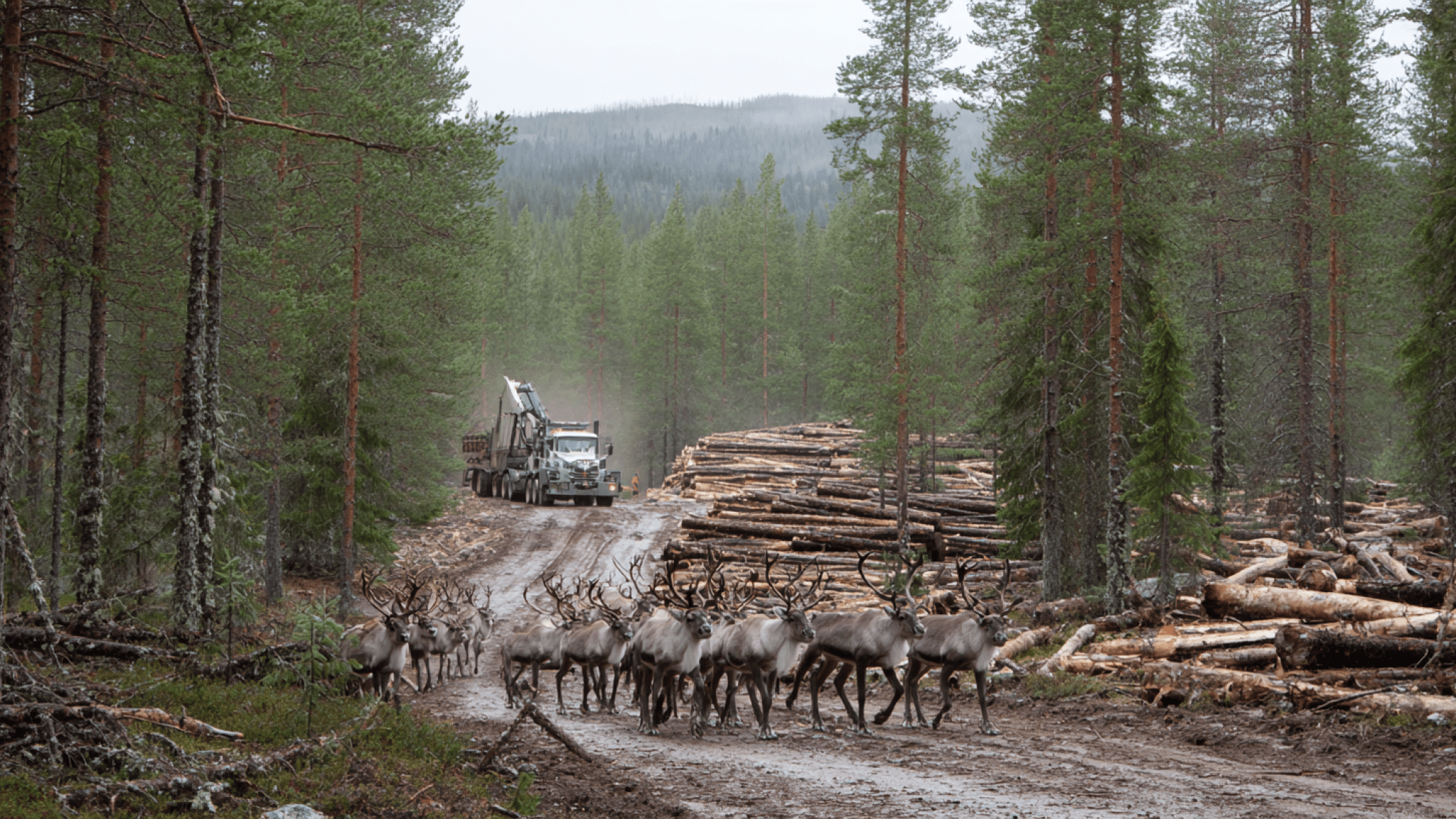 renar som springer på en skogsväg med en skördare i bakgrunden